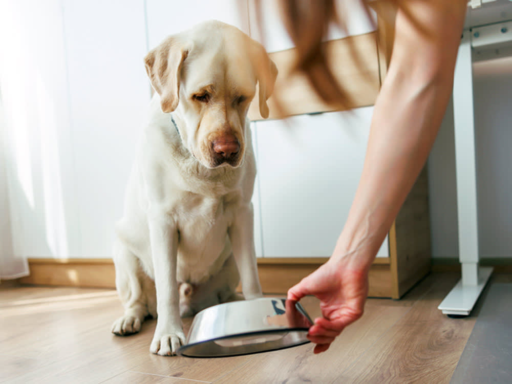 Salmonella and Listeria in Darwin's Raw Pet Food: The Exact Lots to Toss