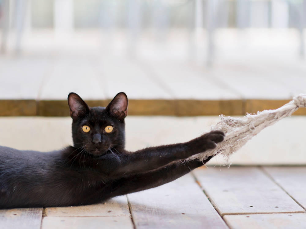 Declawing Isn't a Manicure. It's Ten Amputations, and the Law Is Catching Up