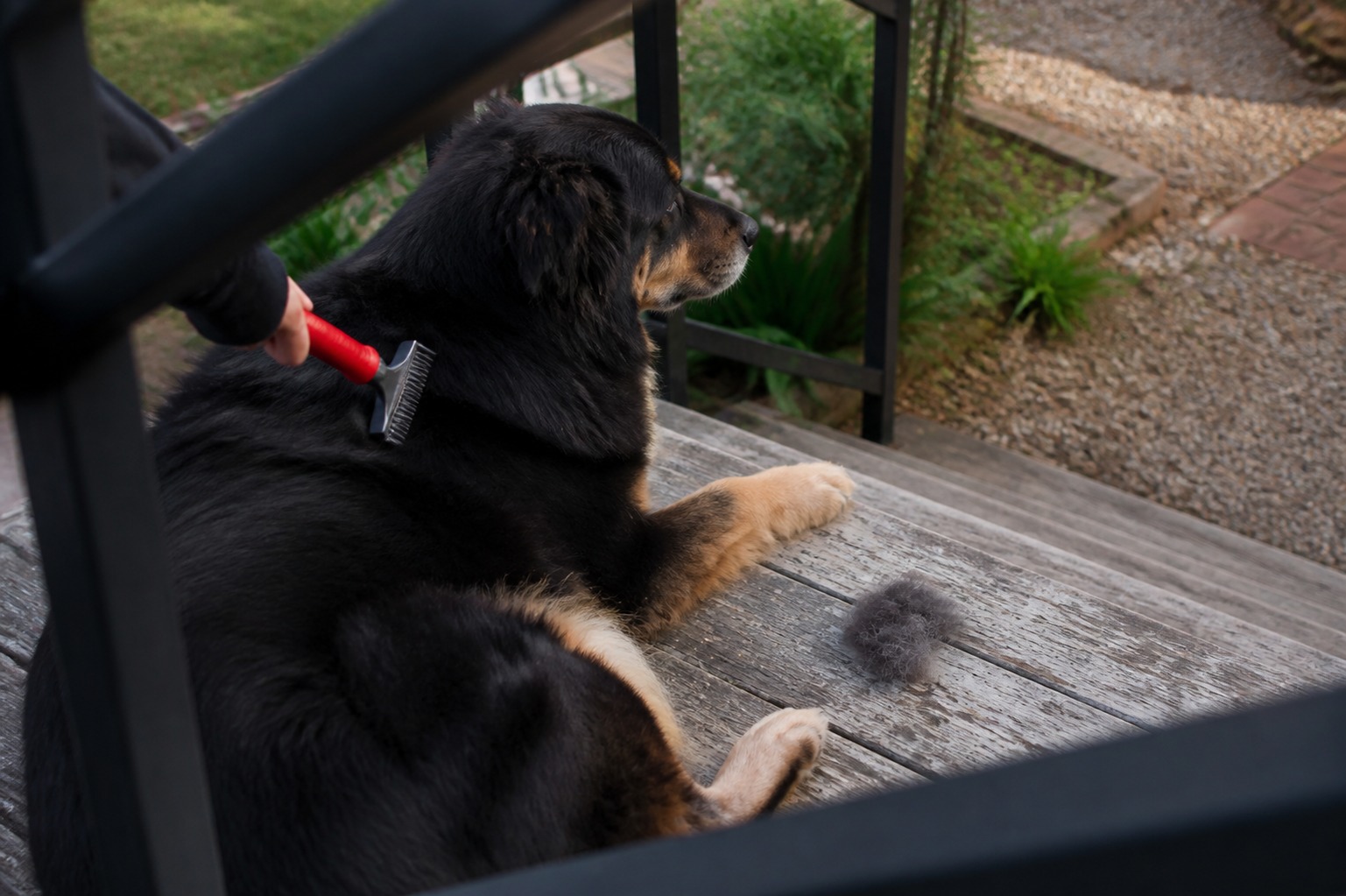 Stop Buying Brushes by the Star Rating. Buy Them by Your Dog's Coat