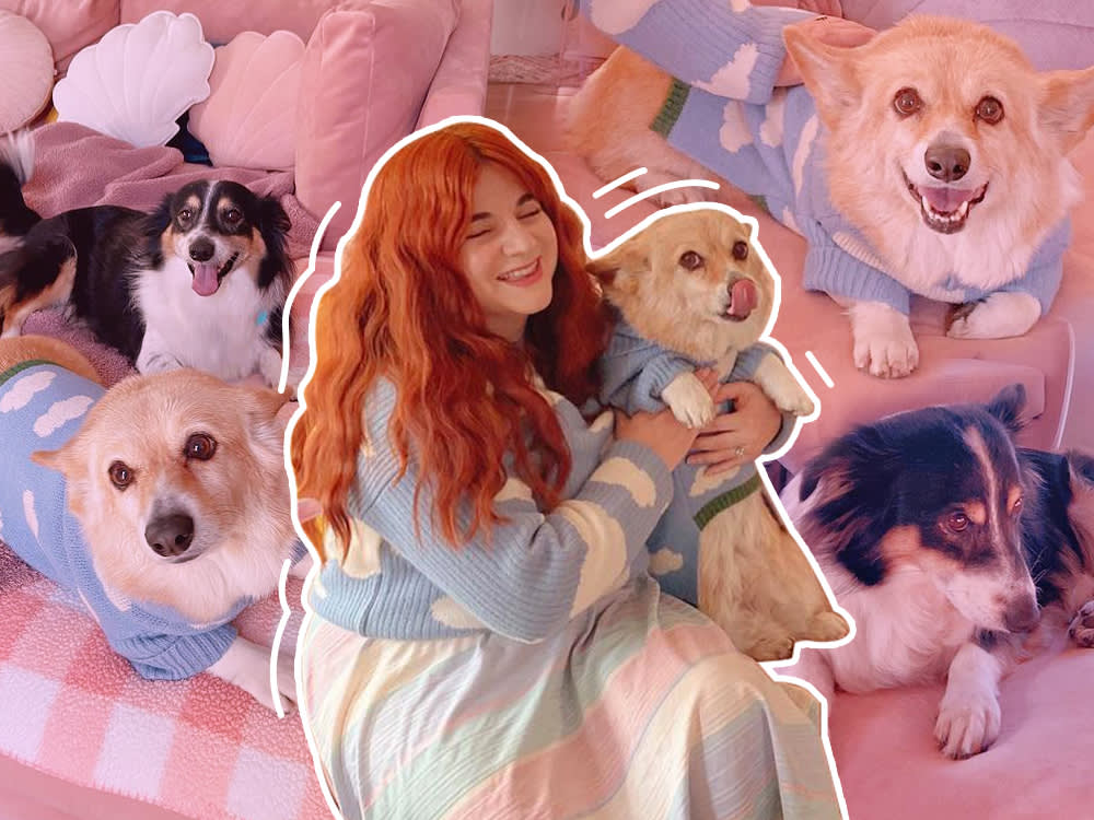 7 Pieces of Dog Gear That Won't Wreck Your Living Room