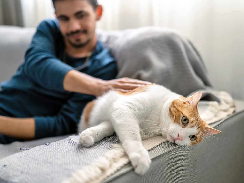 The Cat-Anxiety Mistake That Actually Gets Cats Killed
