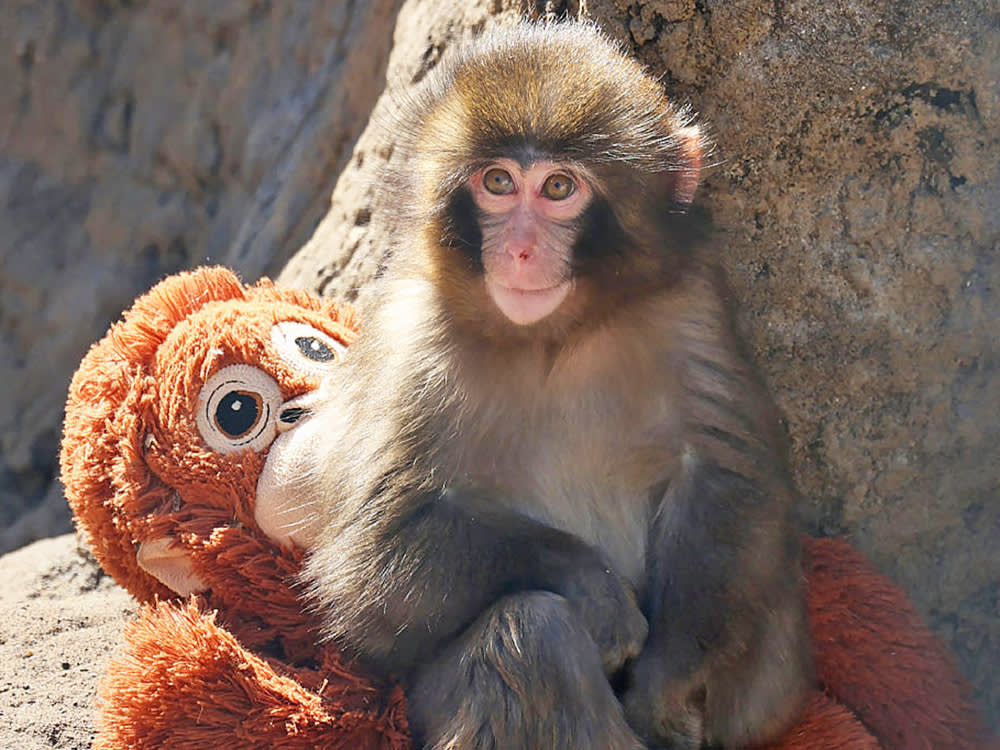 Punch the Monkey Made Everyone Ask: Do Dog Moms Reject Puppies Too?