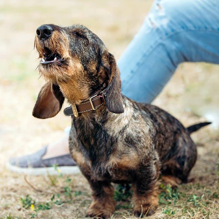 Do Dogs Pick Up Your Accent? The Science Is Weirder Than the Viral Videos.