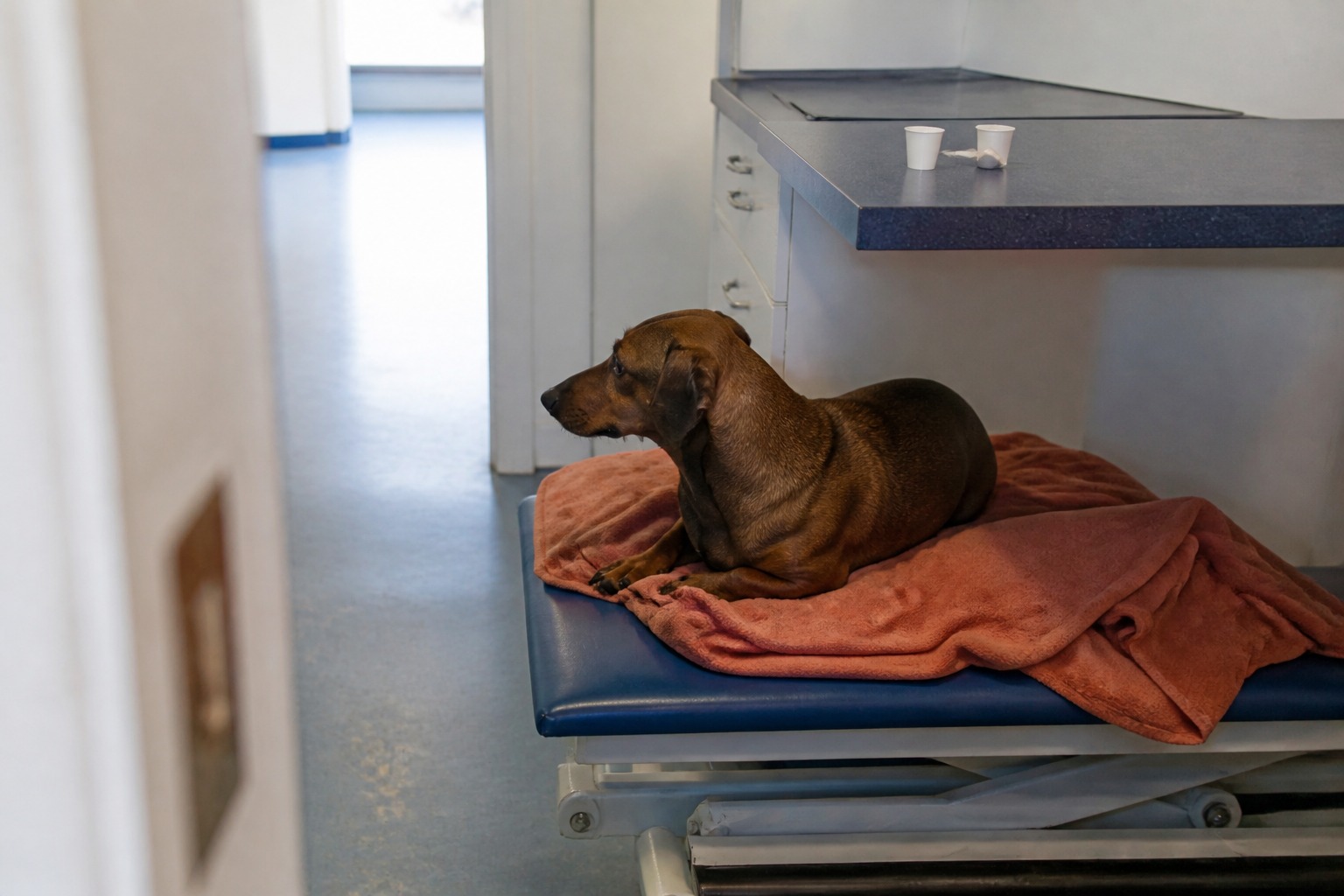 Your Dog's 'Placebo Effect' Is Mostly You