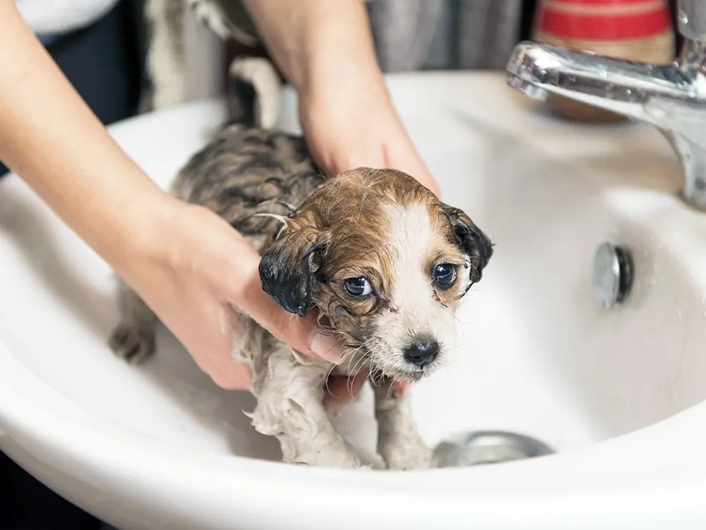 Dawn Doesn't Kill Fleas. And the 5% You Can See Was Never the Problem.