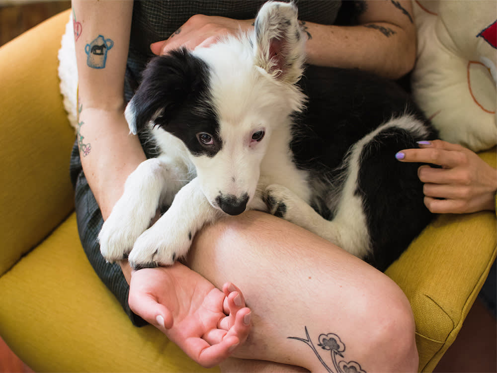 Your Nervous Dog Might Be Reading You. The Science Says the Stress Runs Both Ways.