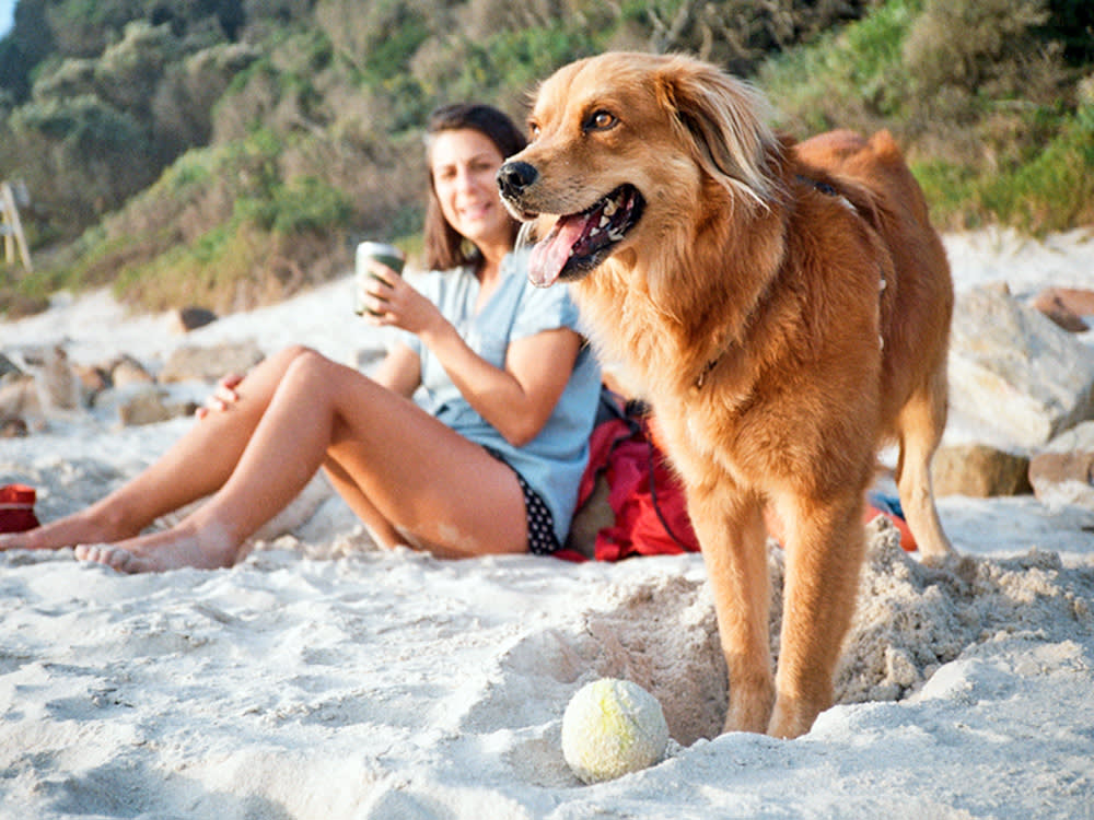 Half the Dogs at the Beach Are Not Having Fun. Yours Might Be One.