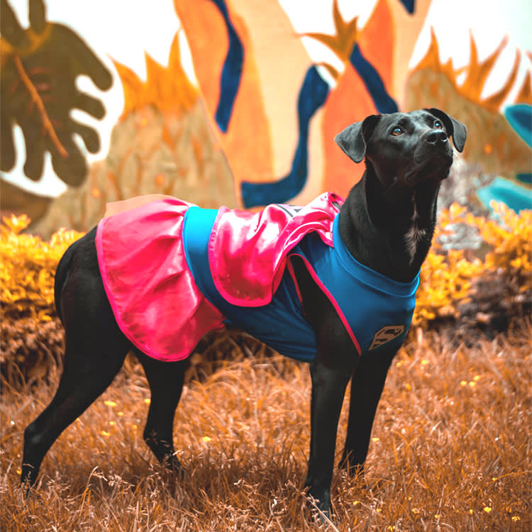 Your Dog Probably Hates the Costume. Here's How to Dress Them Anyway