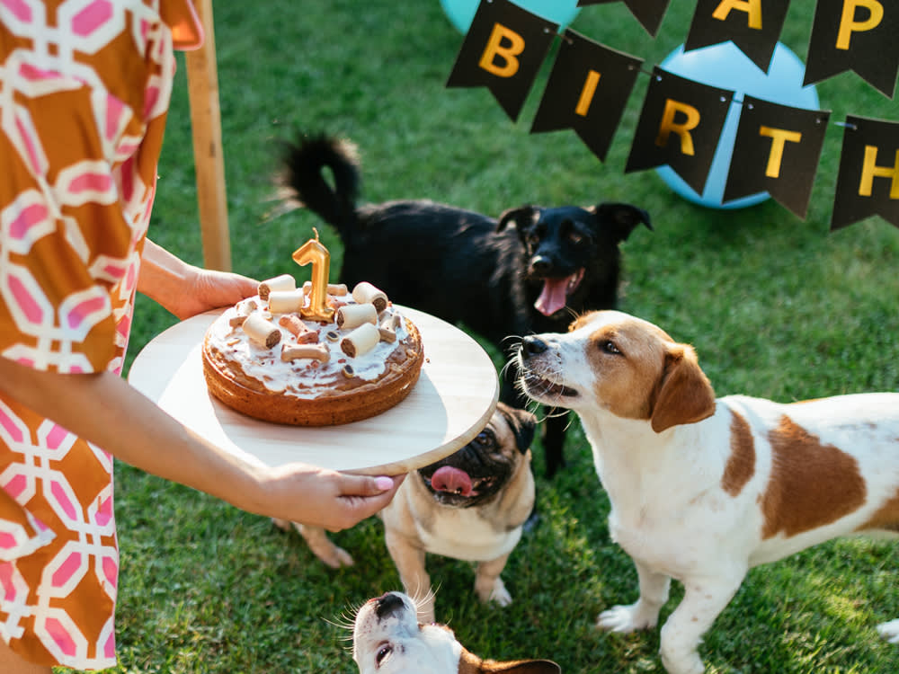 Forget Times Seven. That Dog-Years Math Has Been Wrong All Along