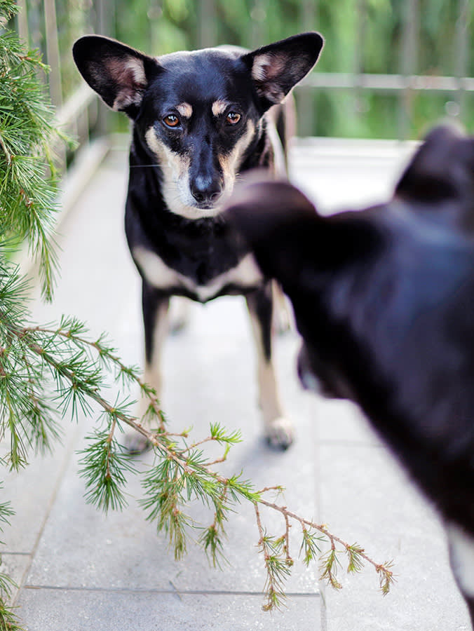 Aggression Is Not Dominance. It's a Request for Distance That You Missed.