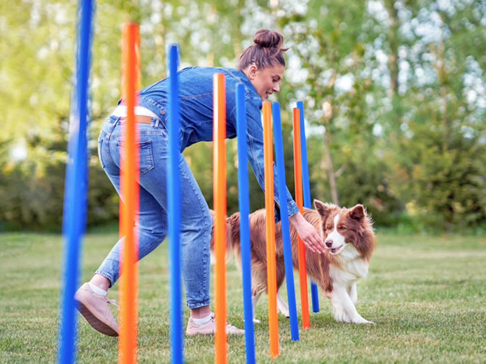 Agility Training Starts With a Cardboard Box, Not a Course
