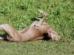 You Can't Cure Dog Allergies. Here's What Actually Stops the Itch.