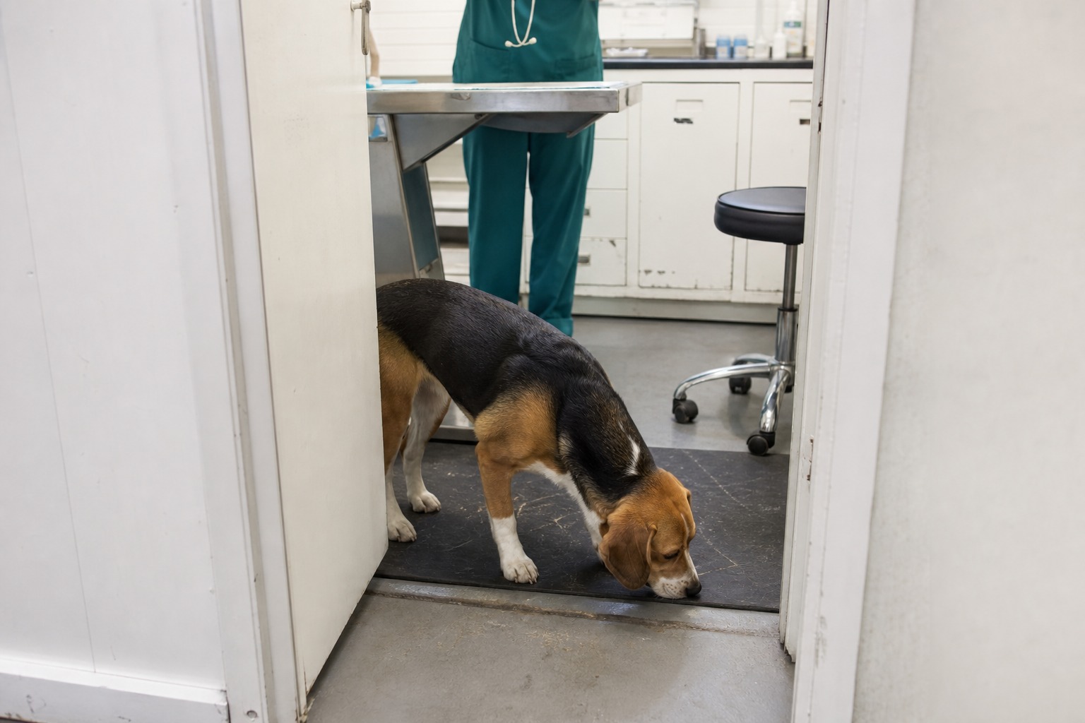 Spaying Is One of the Best Things You'll Do for Your Pet. Insurance Mostly Won't Pay for It.
