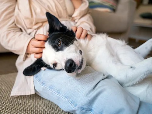 Your Dog Ate Your Weed. The THC Probably Won't Kill It. The Cover-Up Might.