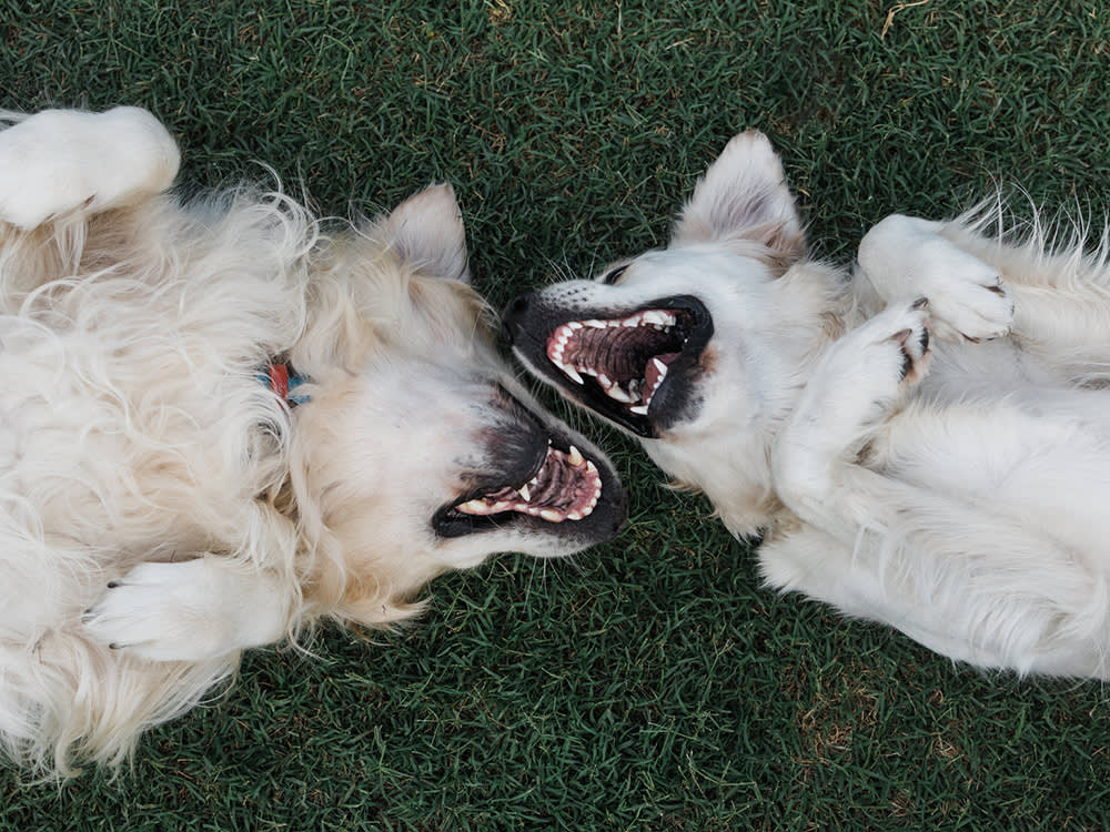 Your Dog's Bad Breath Is a Medical Report, Not a Personality Trait