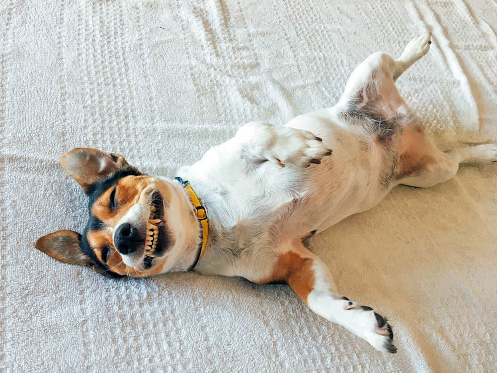 Never Punish a Dog for Showing Teeth. It's the Warning You Want.