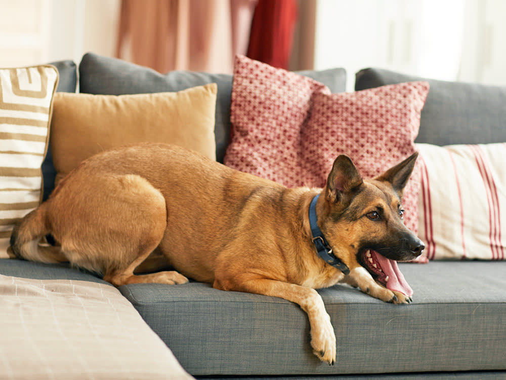 Your New TV Is Half the Reason Your Dog Won't Stop Barking at It