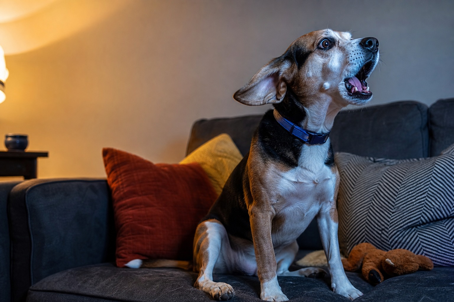 Your New TV Is Half the Reason Your Dog Won't Stop Barking at It