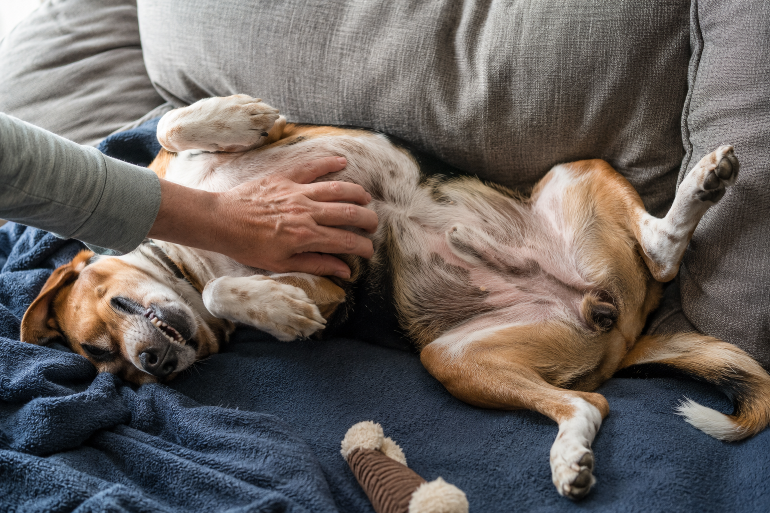 The Belly Flop Is a Consent Form, Not a Command