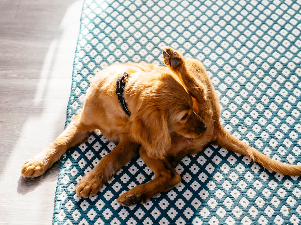 Blood From Your Dog's Rear: How to Read It in the First 60 Seconds