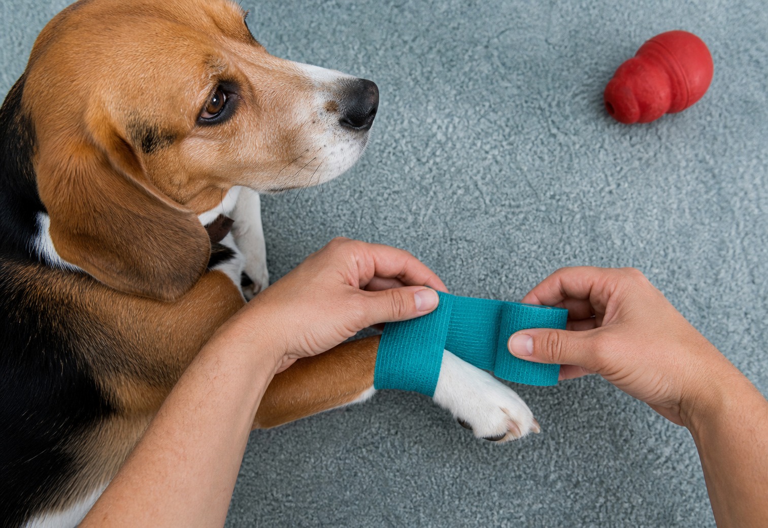 You Can't Fix a Bleeding Dog at Home. You Can Win Them the Drive to the Vet.