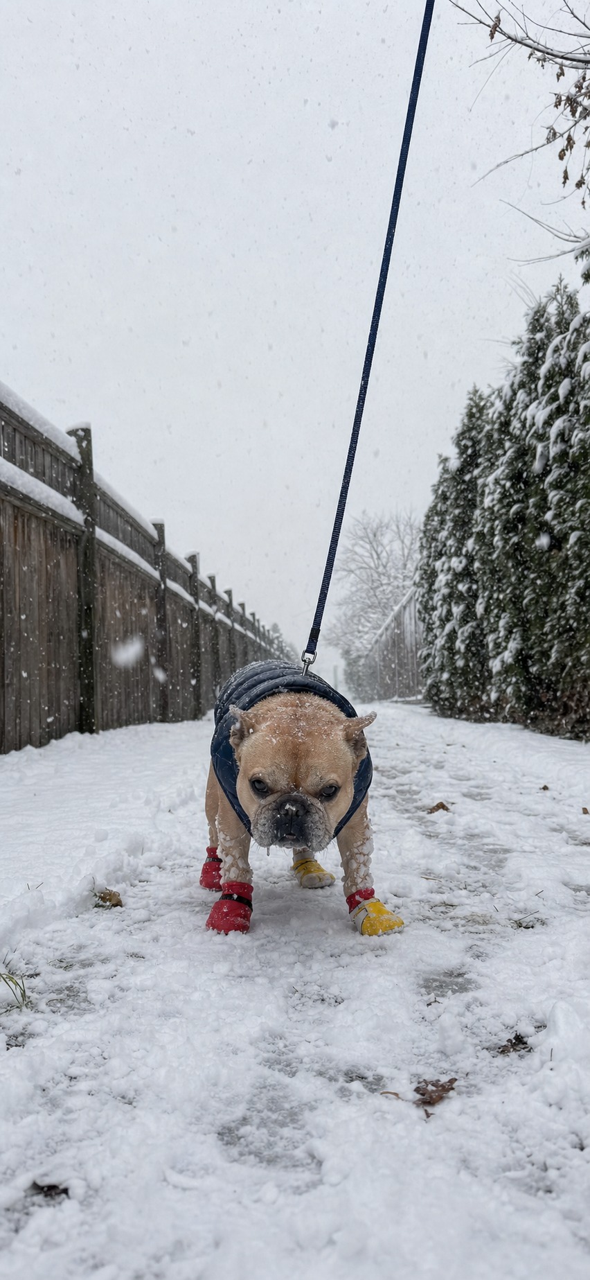 Your Dog Isn't Being Stubborn About the Snow. They're Confused.