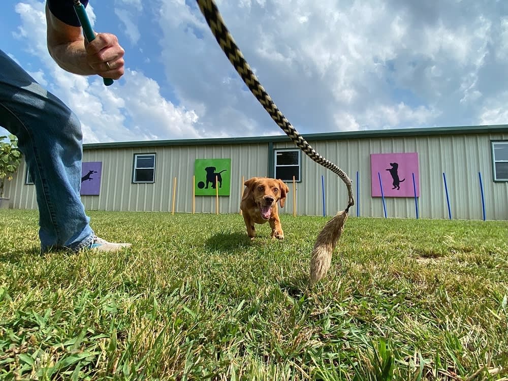 Your Dog Isn't Bad, They're Bored: Reading the Signs and Matching the Fix