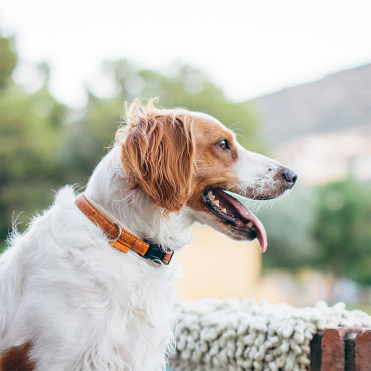 Your Dog's Breed Is a Remix. The Family Tree Explains the Quirks and the Risks.