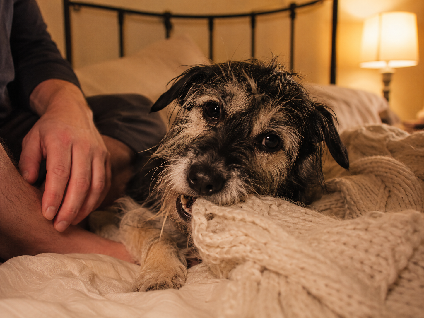 Your Dog Isn't Ruining Your Blankets to Spite You. Here's the Real Fix