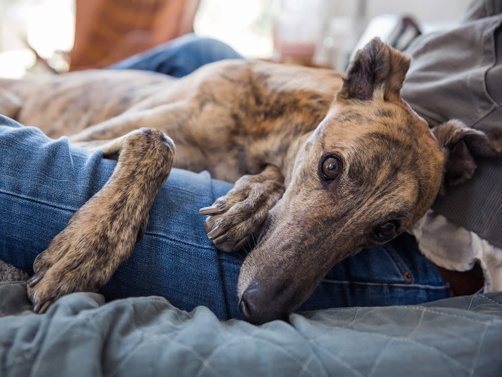 Your Senior Dog Isn't 'Just Slowing Down.' They're in Pain.