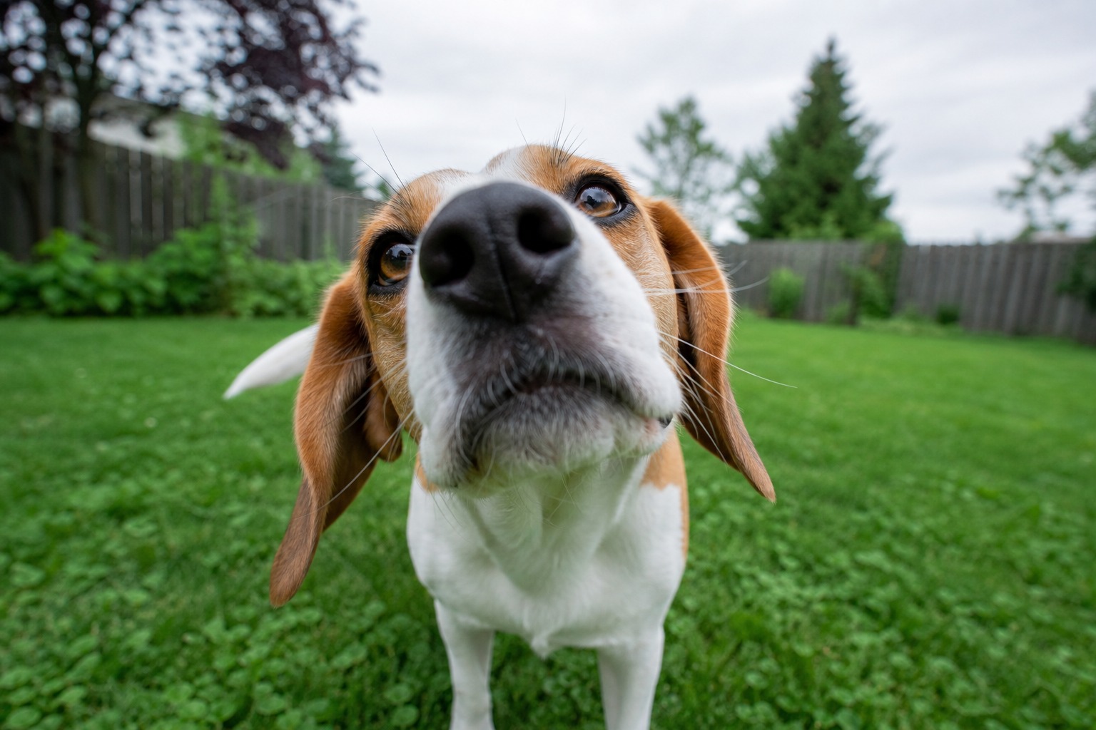 Your Dog Isn't Being Rude. They're Reading a Stranger's ID.