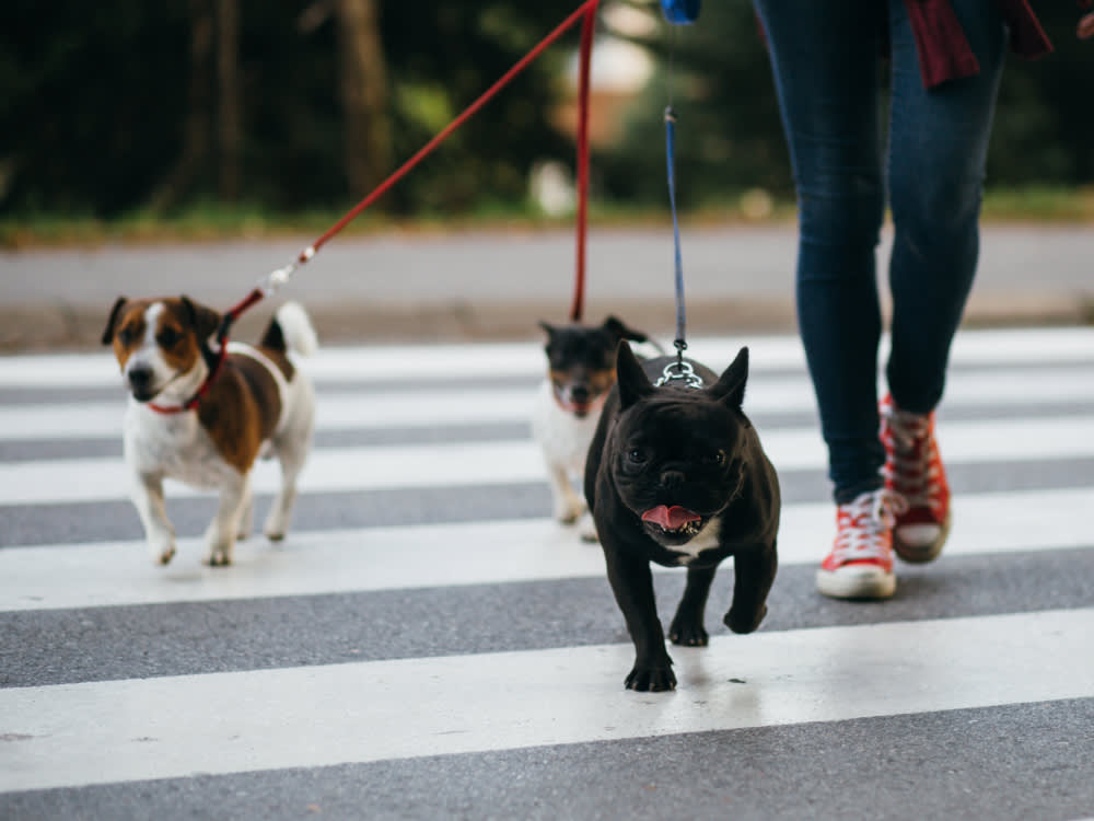 Daycare Is a Skill, Not a Sign-Up. Get Your Dog Ready First.