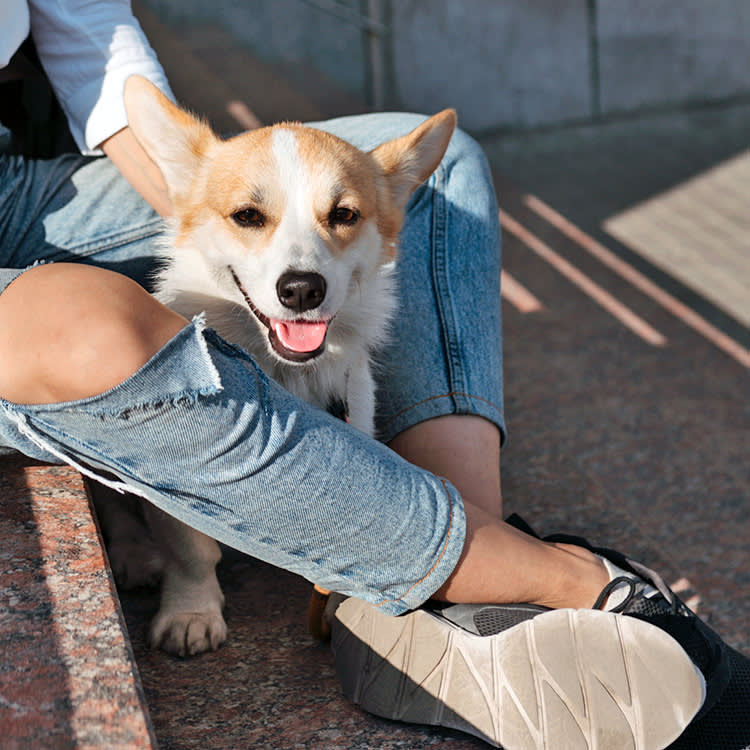 The Skin-Pinch Test for Dehydration Fails on the Dogs Who Need It Most