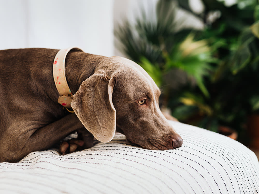 'Is My Dog Depressed?' Skips the Question That Matters More