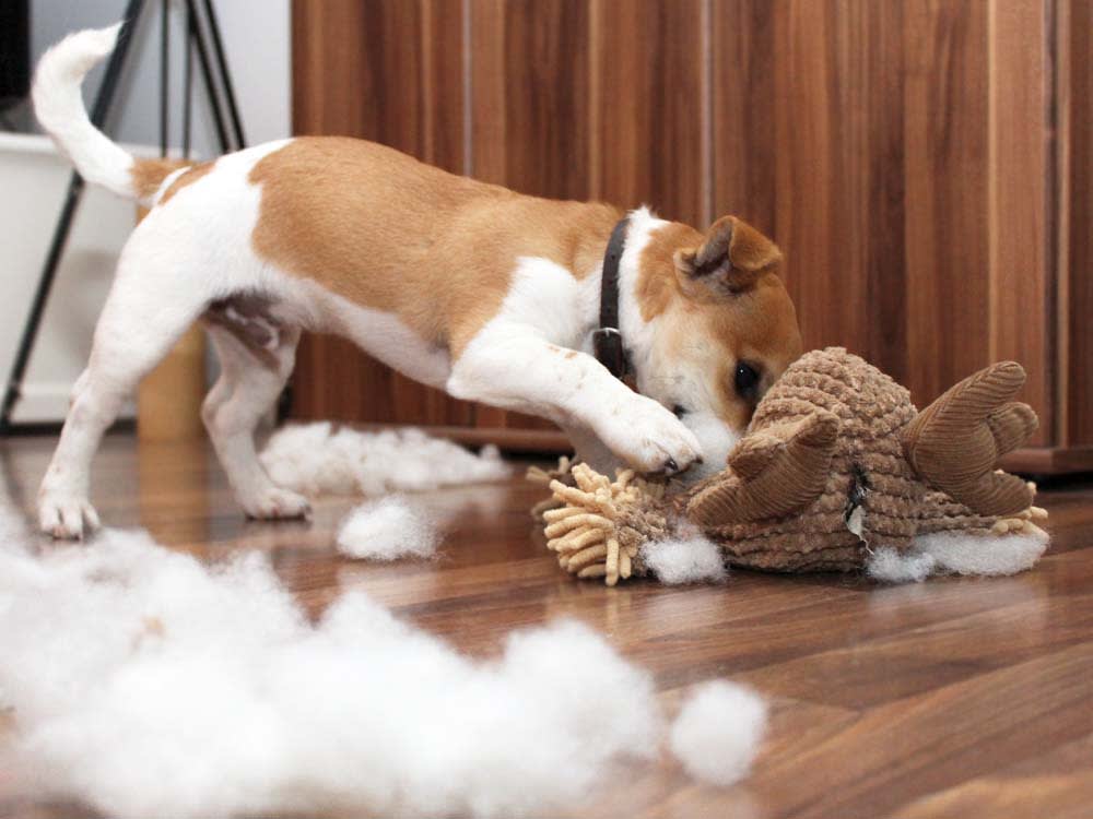 Your Dog Isn't 'Bad With Toys.' Nobody Taught Them the Game.