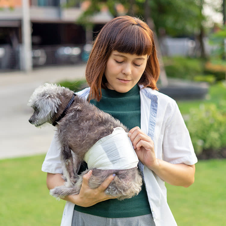 A Dog Diaper Is a Last Resort, Not a Shortcut. Here's How to Use One Right.