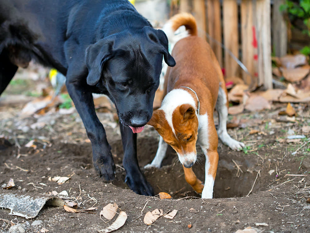 Your Dog Isn't Wrecking the Yard. They're Doing a Job. Name It.