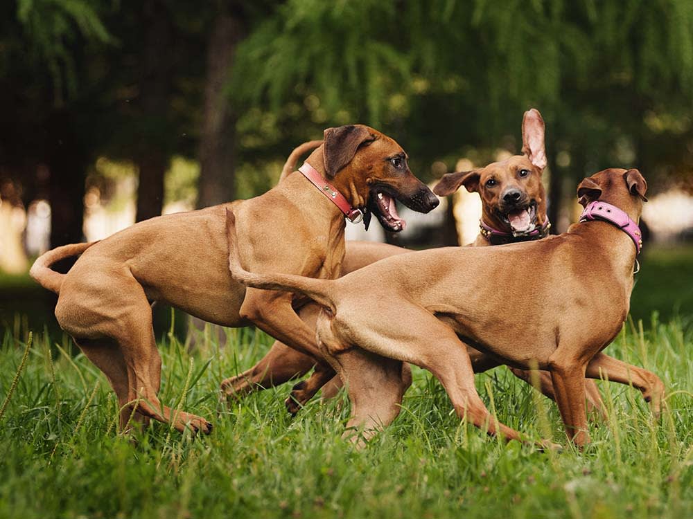 Your Dog Isn't Trying to Be 'Alpha.' The Science Buried That Idea.