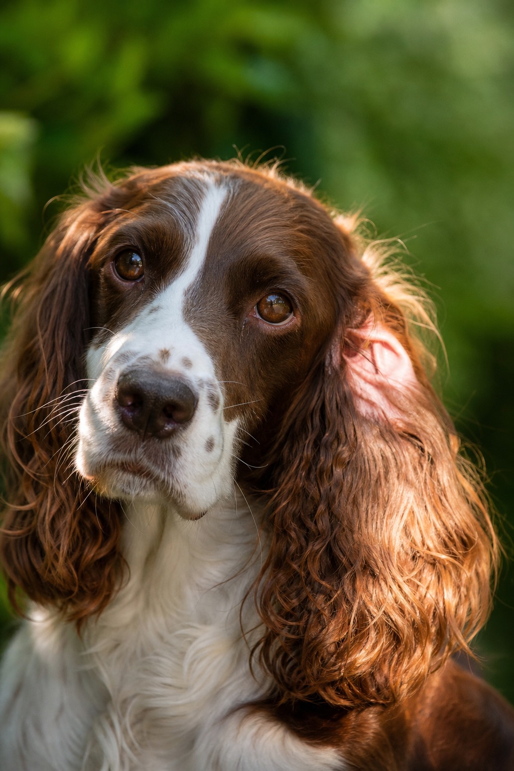 Two Organs in One: The Hidden Engineering of Your Dog's Ears