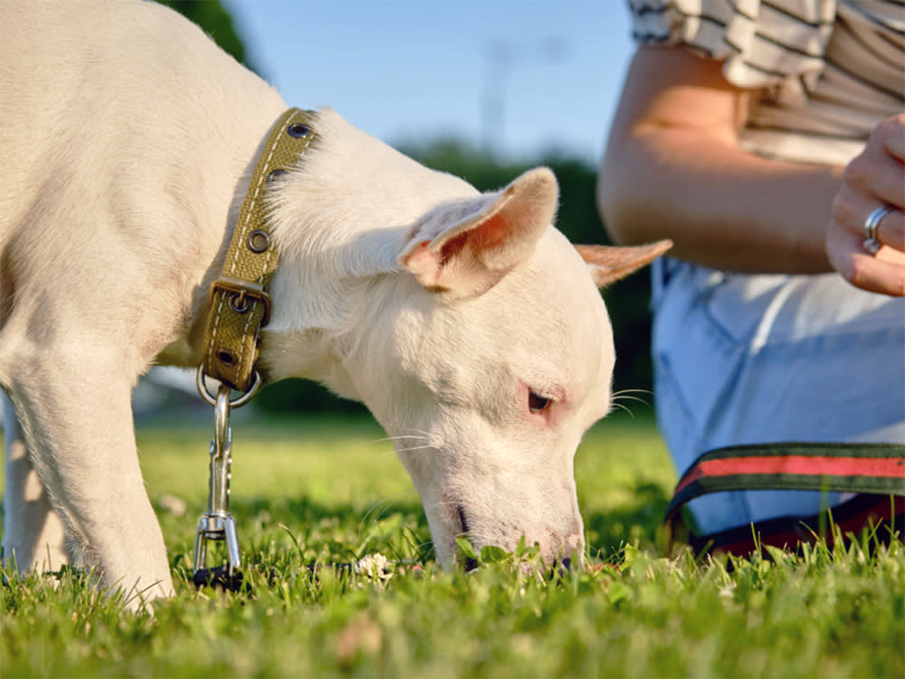 Your Dog Eating Dirt Is Two Problems, Not One