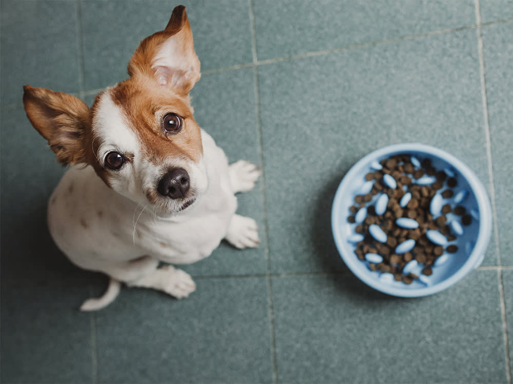 You Can't Train a Dog to Eat Slowly. You Make It Physically Impossible.