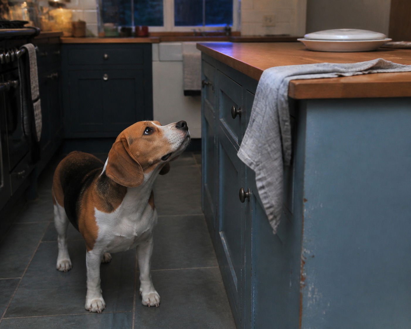 Your Dog Ate a Chicken Bone. Where It Lands Decides Everything.