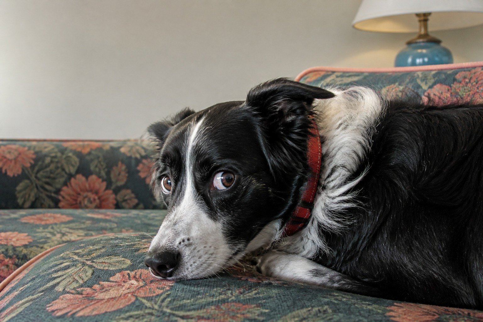 Your Dog Isn't Holding a Grudge. Their Fear Memory Just Works Differently