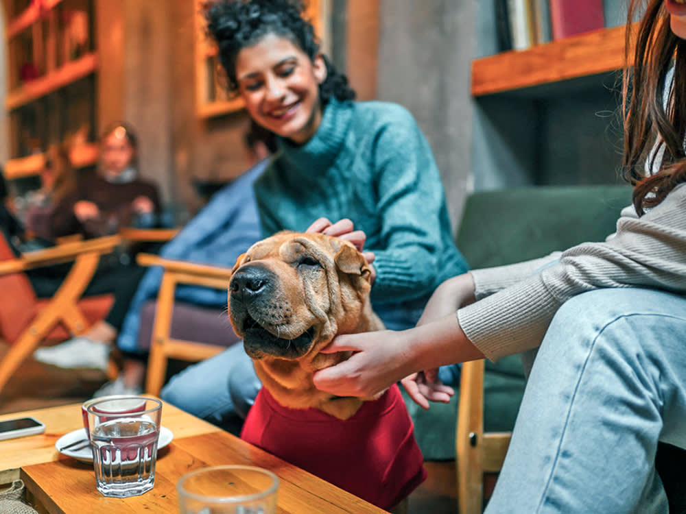 'Dog-Friendly' Is a Permission, Not an Invitation