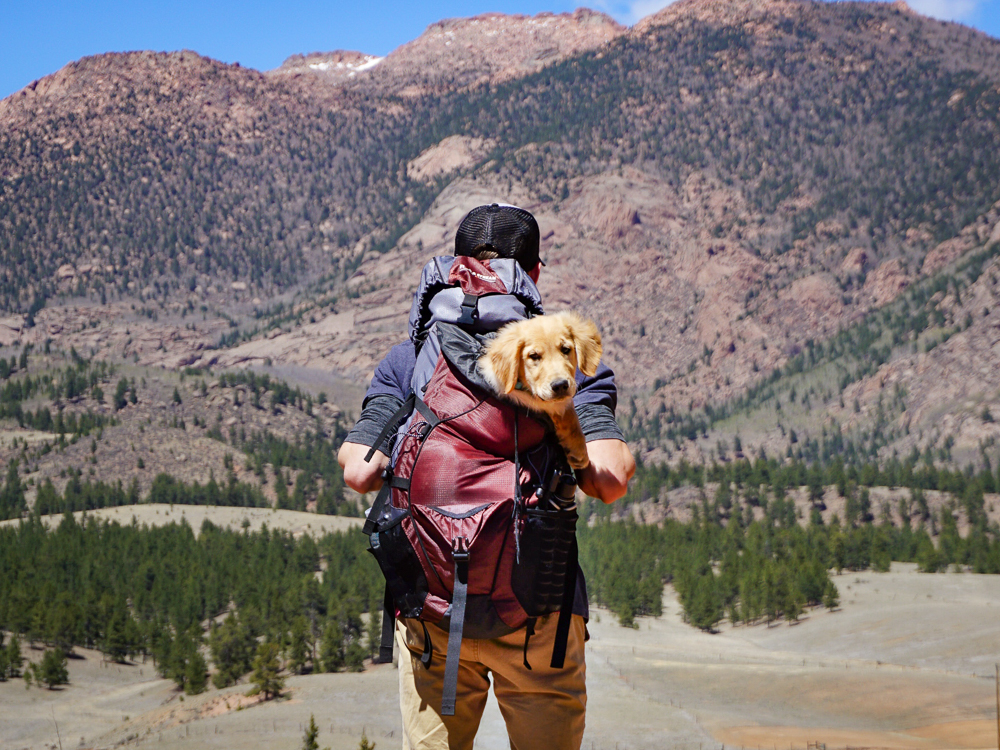 Dog-Friendly Destinations Worth the Drive, State by State
