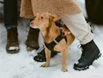 Frostbite Can Cost Your Dog an Ear Tip. The Damage Hides for Days.