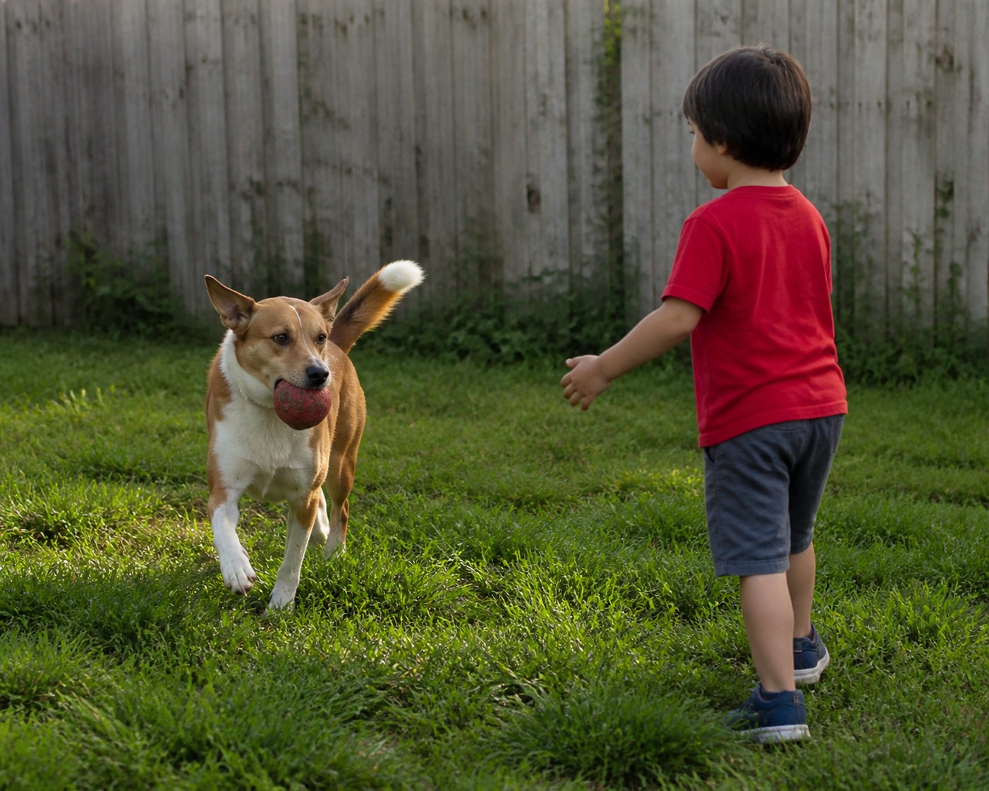 Playtime Is Secretly Training. 6 Dog Games That Teach While You Both Have Fun