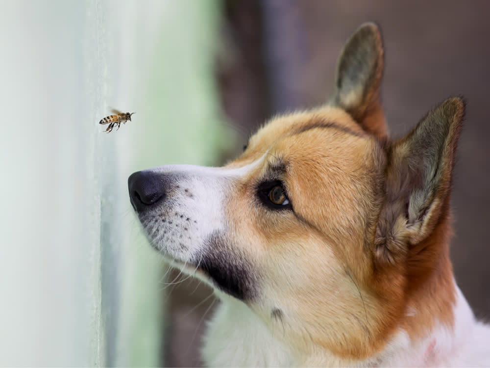 A Bee Sting Won't Wait for You to Look It Up: A Vet's Triage Guide for Dogs