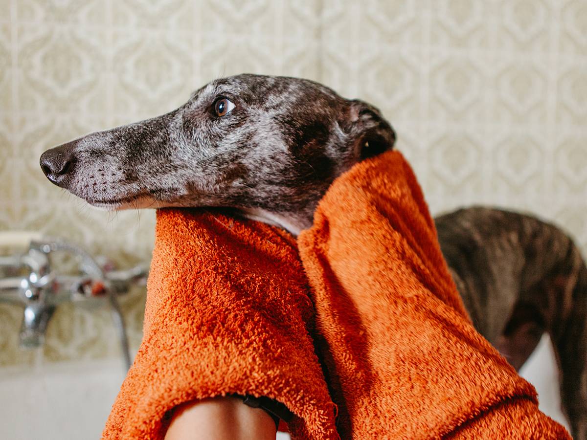 The Hardest Part of Dog Grooming Isn't the Clippers. It's Vetting the Groomer.
