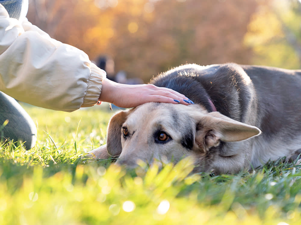 Your Dog Growls When You Pet Them. Don't Punish It, Read It.